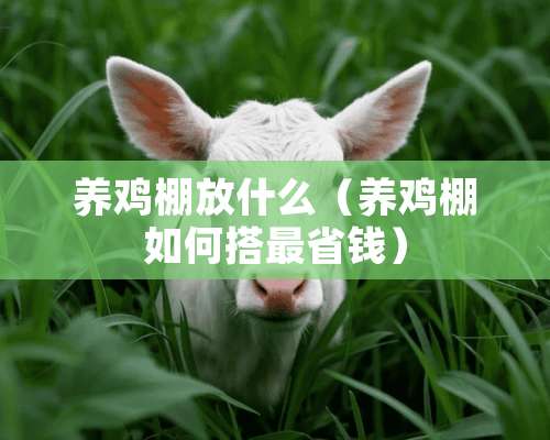 养鸡棚放什么（养鸡棚如何搭最省钱）