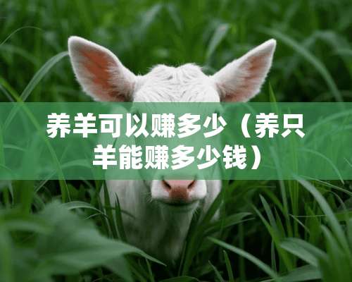 养羊可以赚多少（养只羊能赚多少钱）