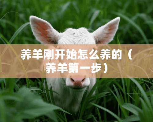 养羊刚开始怎么养的（养羊第一步）