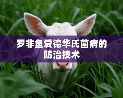 罗非鱼爱德华氏菌病的防治技术