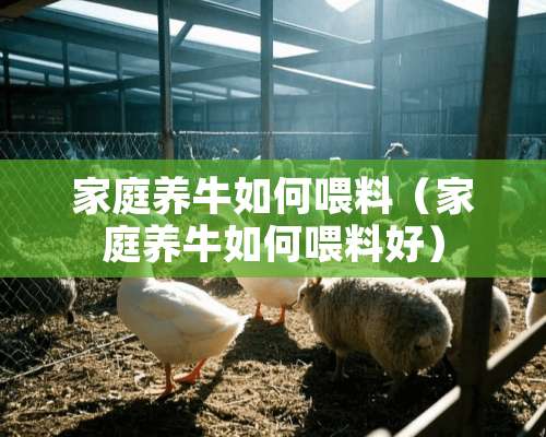 家庭养牛如何喂料（家庭养牛如何喂料好）