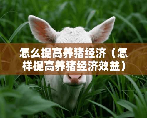 怎么提高养猪经济（怎样提高养猪经济效益）