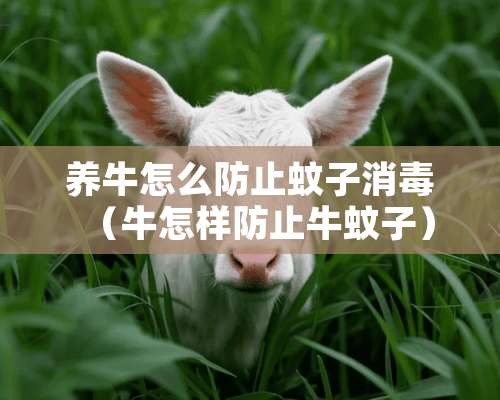 养牛怎么防止蚊子消毒（牛怎样防止牛蚊子）