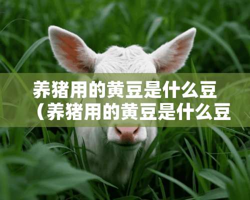 养猪用的黄豆是什么豆（养猪用的黄豆是什么豆做的）