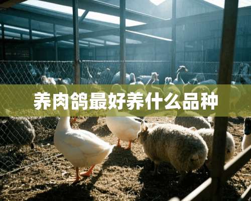 养肉鸽最好养什么品种