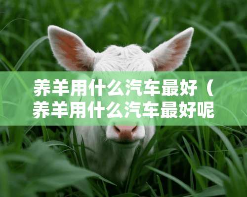 养羊用什么汽车最好（养羊用什么汽车最好呢）