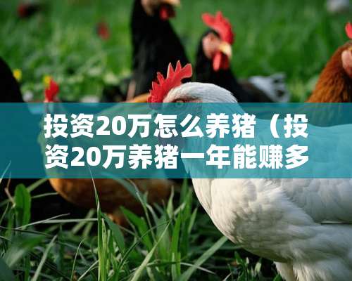 投资20万怎么养猪（投资20万养猪一年能赚多少钱）