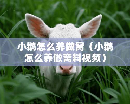 小鹅怎么养做窝（小鹅怎么养做窝料视频）