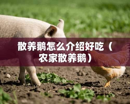 散养鹅怎么介绍好吃（农家散养鹅）