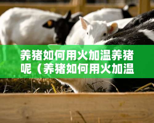 养猪如何用火加温养猪呢（养猪如何用火加温养猪呢）