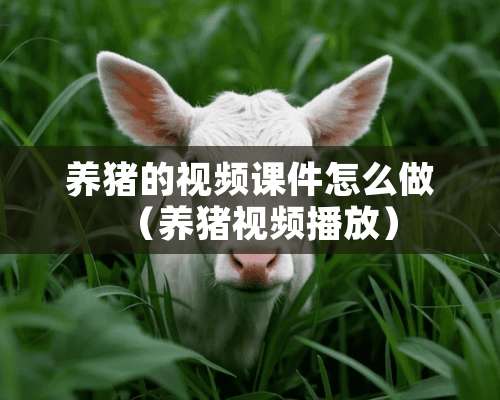 养猪的视频课件怎么做（养猪视频播放）