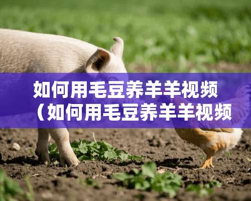 如何用毛豆养羊羊视频（如何用毛豆养羊羊视频教程）