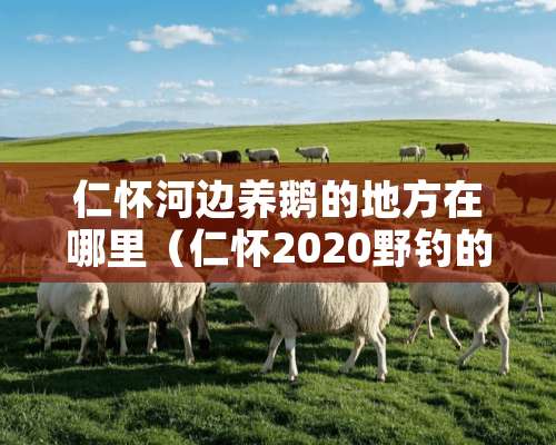 仁怀河边养鹅的地方在哪里（仁怀2020野钓的地方）