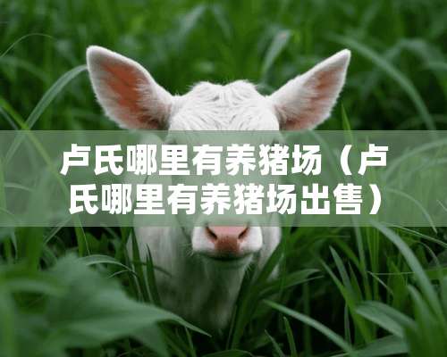 卢氏哪里有养猪场（卢氏哪里有养猪场出售）