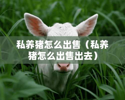 私养猪怎么出售（私养猪怎么出售出去）