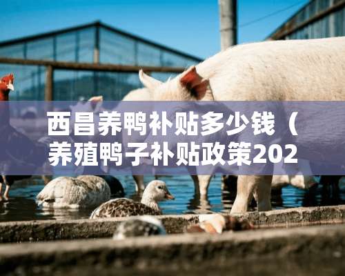 西昌养鸭补贴多少钱（养殖鸭子补贴政策2020）