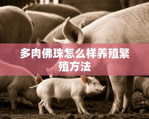 多肉佛珠怎么样养殖繁殖方法