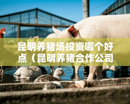 昆明养猪场投资哪个好点（昆明养猪合作公司有哪些）