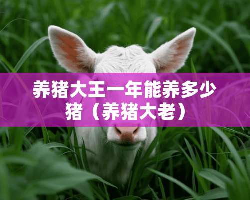 养猪大王一年能养多少猪（养猪大老）