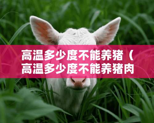 高温多少度不能养猪（高温多少度不能养猪肉）