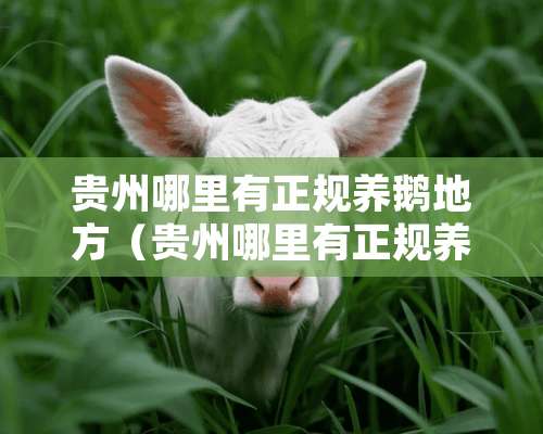 贵州哪里有正规养鹅地方（贵州哪里有正规养鹅地方啊）