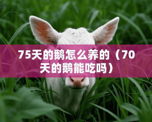 75天的鹅怎么养的（70天的鹅能吃吗）