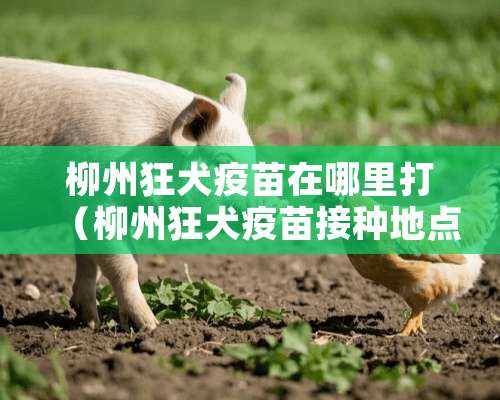 柳州狂犬疫苗在哪里打（柳州狂犬疫苗接种地点）