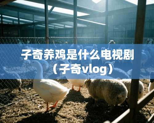 子奇养鸡是什么电视剧（子奇vlog）