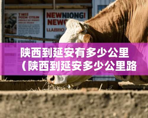 陕西到延安有多少公里（陕西到延安多少公里路）