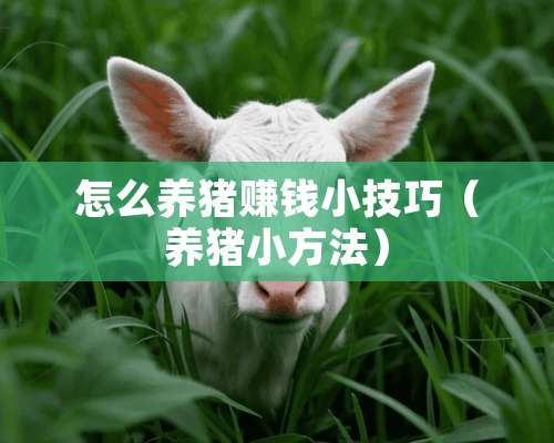 怎么养猪赚钱小技巧（养猪小方法）