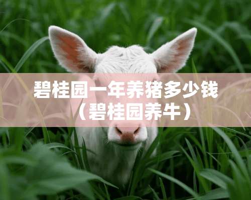 碧桂园一年养猪多少钱（碧桂园养牛）