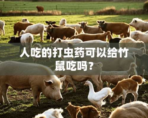 人吃的打虫药可以给竹鼠吃吗？