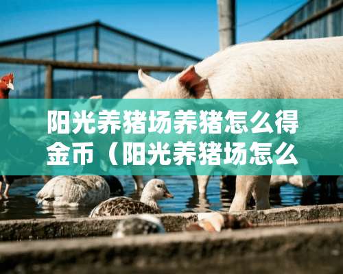 阳光养猪场养猪怎么得金币（阳光养猪场怎么玩）