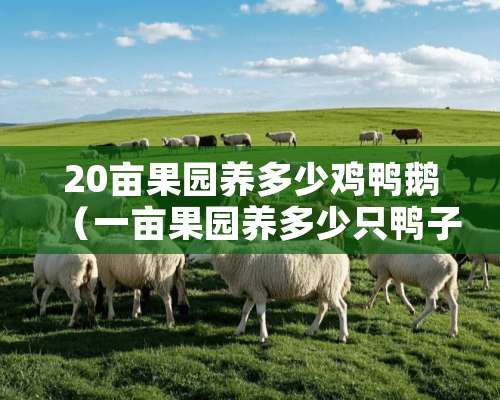 20亩果园养多少鸡鸭鹅（一亩果园养多少只鸭子）