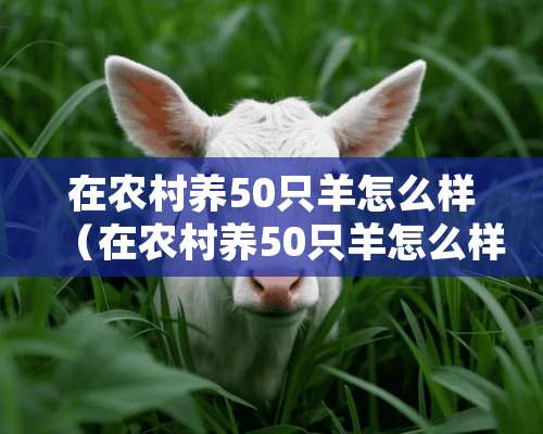 在农村养50只羊怎么样（在农村养50只羊怎么样啊）