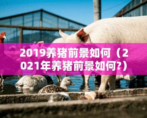 2019养猪前景如何（2021年养猪前景如何?）