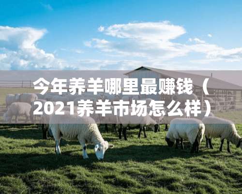 今年养羊哪里最赚钱（2021养羊市场怎么样）