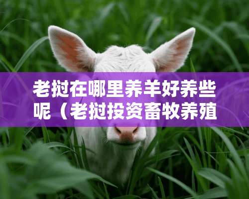 老挝在哪里养羊好养些呢（老挝投资畜牧养殖业）