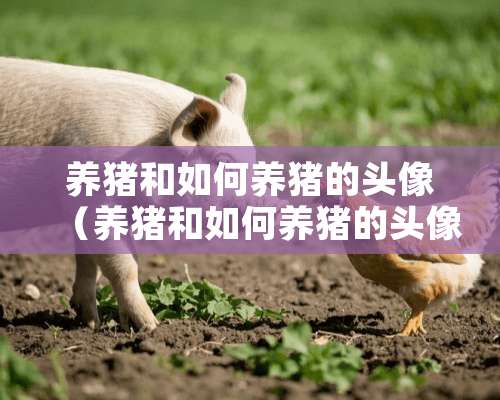 养猪和如何养猪的头像（养猪和如何养猪的头像区别）