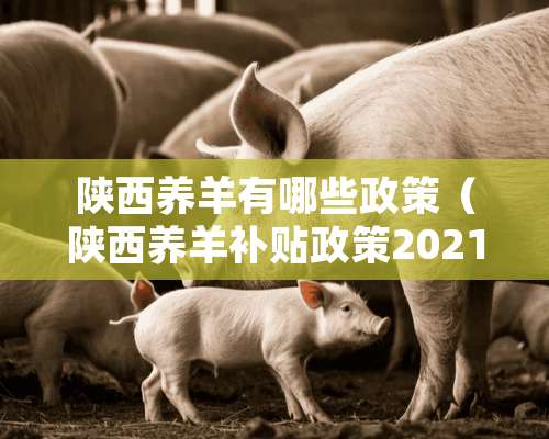 陕西养羊有哪些政策（陕西养羊补贴政策2021最新标准）