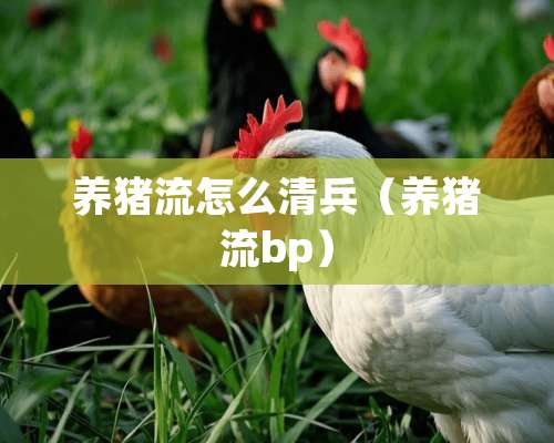 养猪流怎么清兵（养猪流bp）