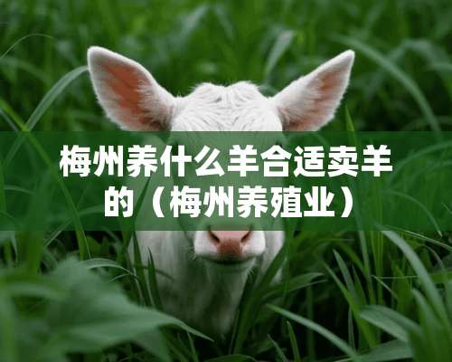 梅州养什么羊合适卖羊的（梅州养殖业）