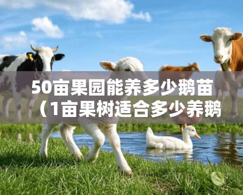 50亩果园能养多少鹅苗（1亩果树适合多少养鹅）