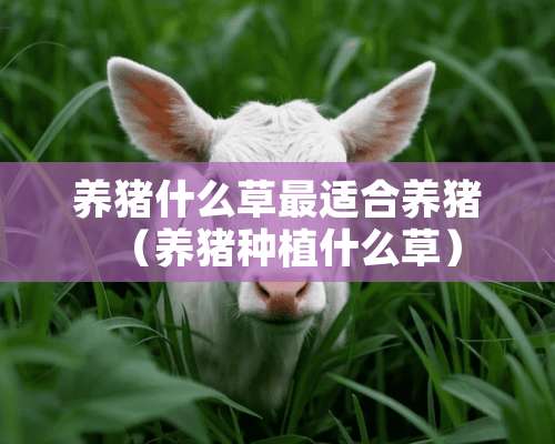 养猪什么草最适合养猪（养猪种植什么草）