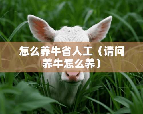 怎么养牛省人工（请问养牛怎么养）