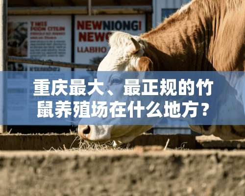 重庆最大、最正规的竹鼠养殖场在什么地方？