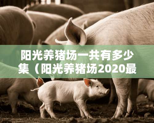 阳光养猪场一共有多少集（阳光养猪场2020最新版）