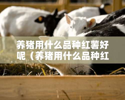 养猪用什么品种红薯好呢（养猪用什么品种红薯好呢）