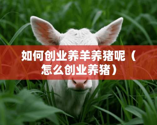 如何创业养羊养猪呢（怎么创业养猪）