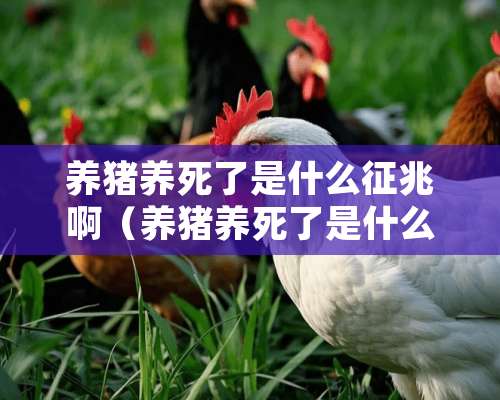 养猪养死了是什么征兆啊（养猪养死了是什么征兆啊）